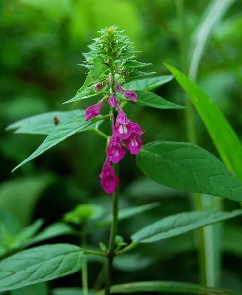 꽃며느리밥풀(Melampyrum)