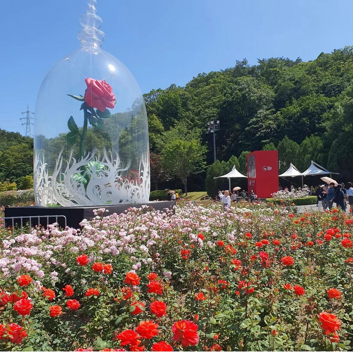 울산대공원 장미축제