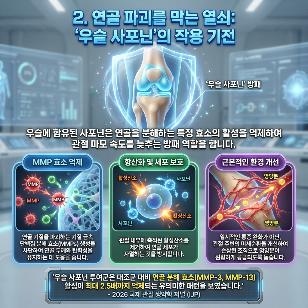 연골 파괴를 막는 핵심, '우슬 사포닌'의 작용 기전