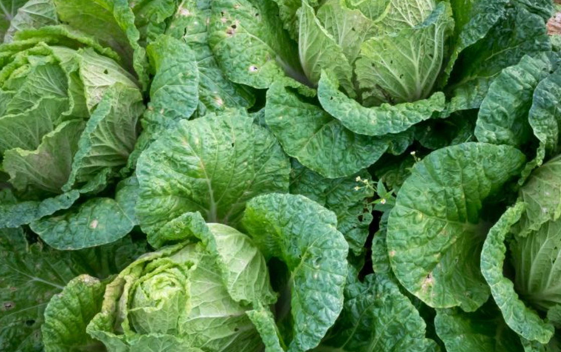 양배추 효능 10가지