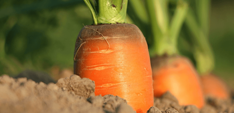 눈에 좋은 과일 당근