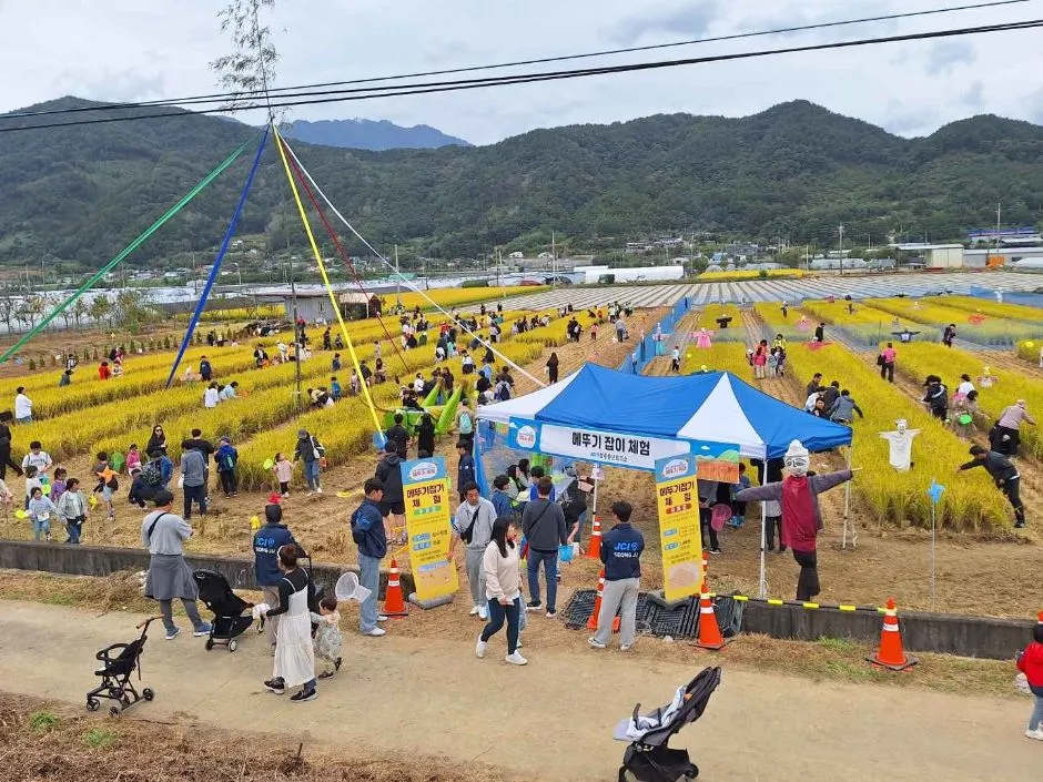 성주가야산황금들녘메뚜기축제