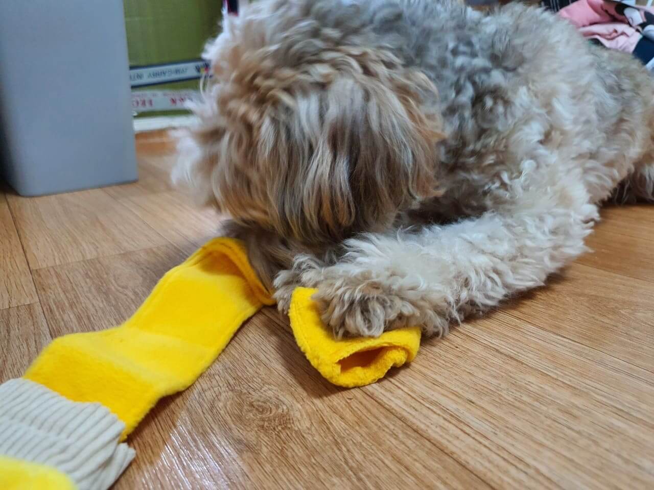 노즈워크 장난감으로 노는 중