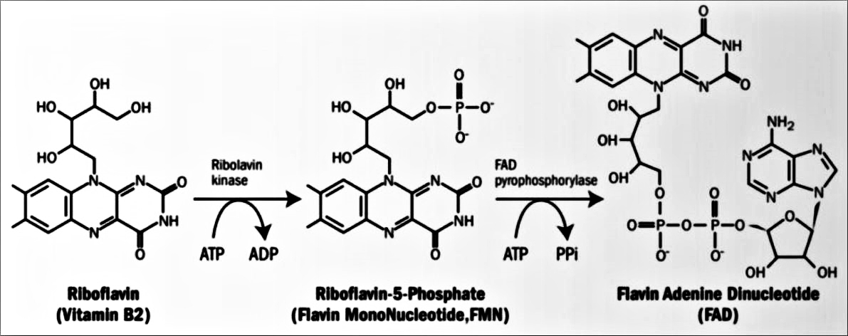 리보플라빈 대사과정 화학식