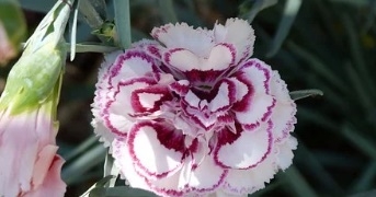 카네이션 꿈해몽 15가지