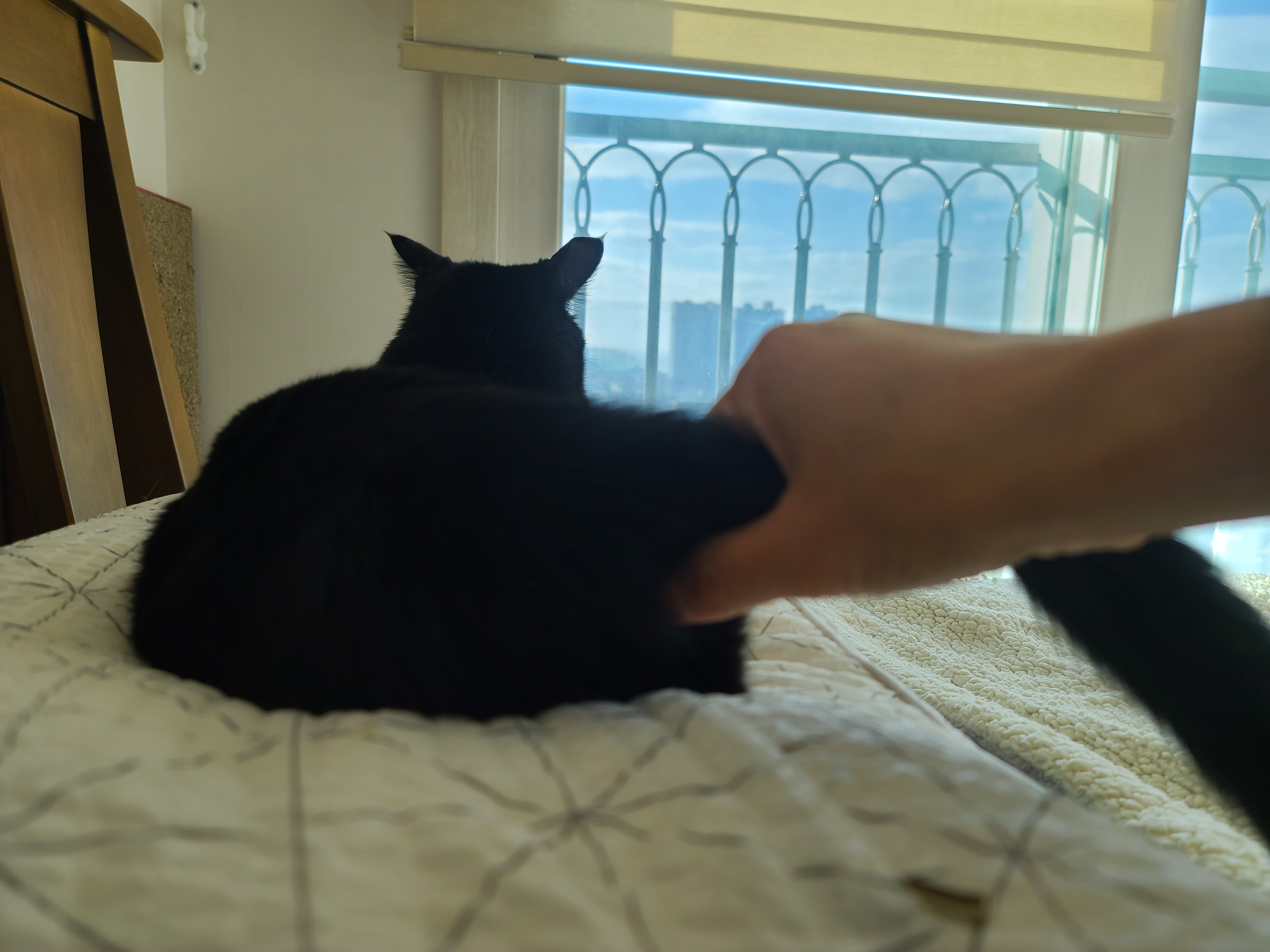 집사에게 단단히 삐진 고양이에게 화해를 청했는데...