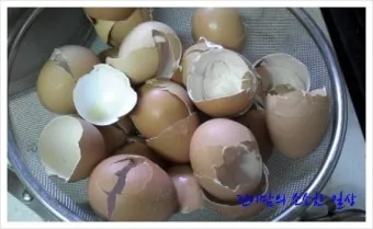 계란껍질 분말 토양개선 칼슘보충 사용요령 초보도 따라하기_6