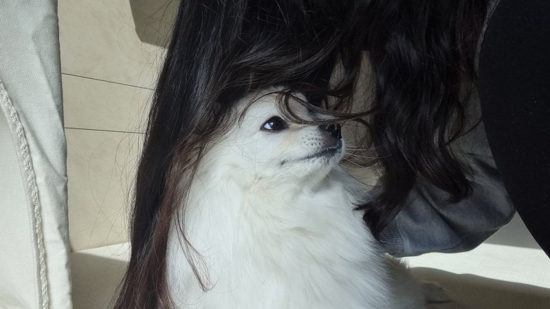 머리카락 사진 2