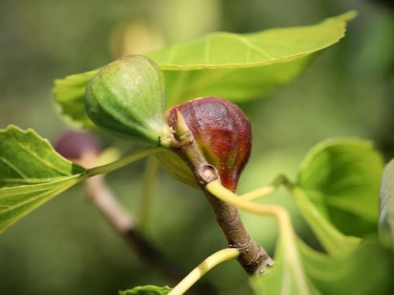 당뇨약 복용 의사와 무화과 섭취 상담