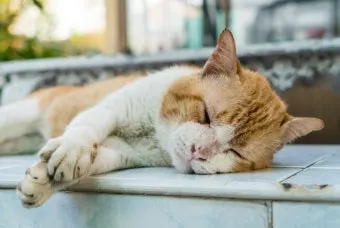 노령 고양이 필수 관리법 4가지 건강 지키기_24
