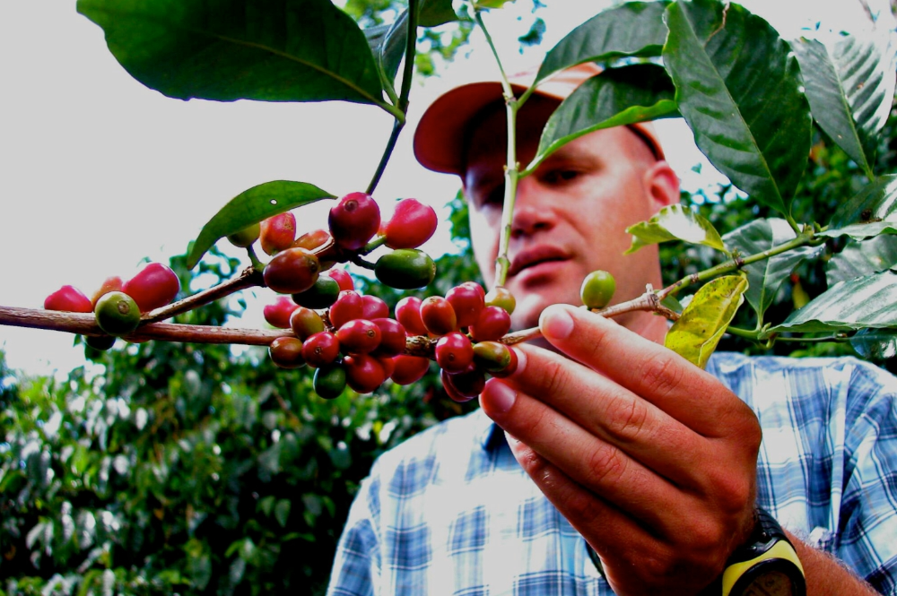 파나마게이샤커피