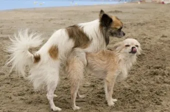 강아지 마운팅 이유 해결 방법_6