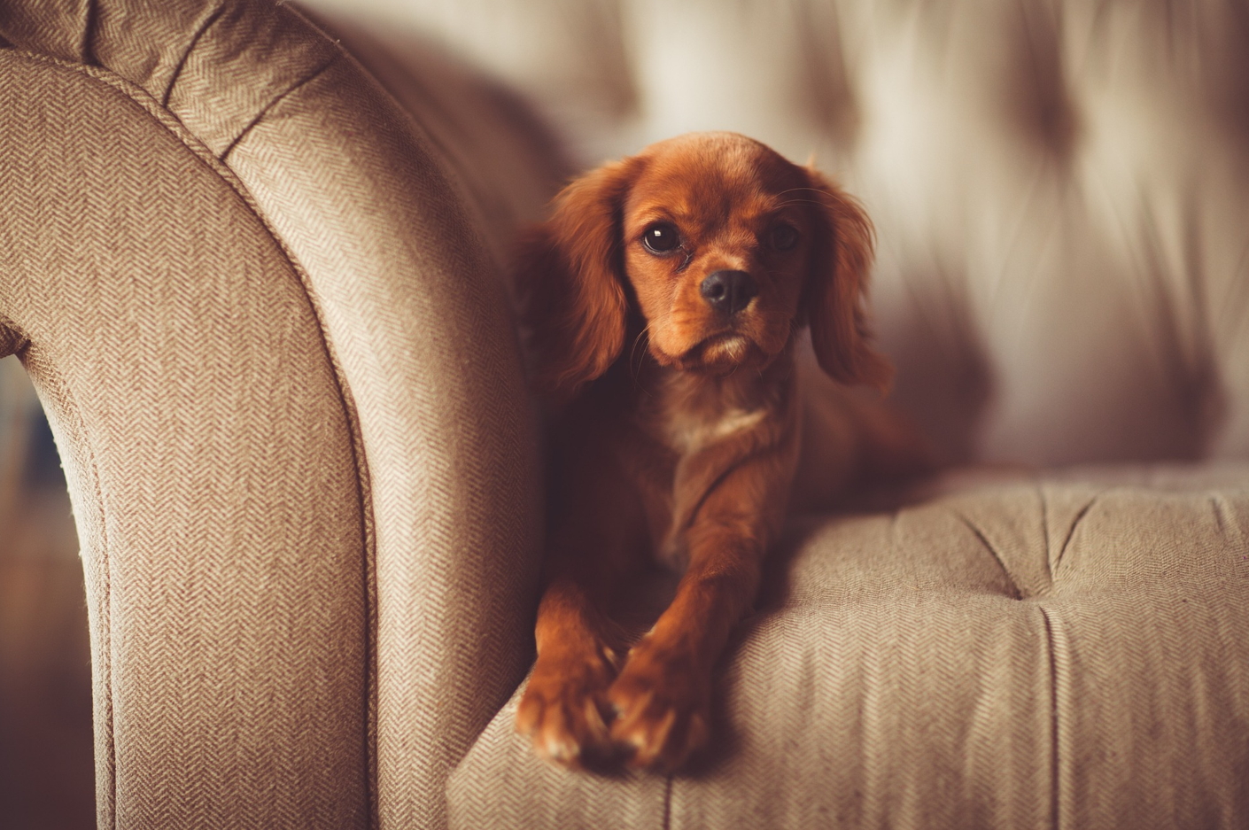 가장 귀여운 강아지 TOP 10 – 외모, 성격, 가족 친화력까지!