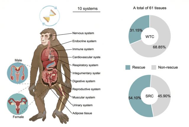 연구진은 노화된 원숭이의 전신 10개 기관(총 61개 조직)을 분석했다.그 결과, 일반 줄기세포(WTC)를 주입했을 때는 약 31%의 유전자만 정상(젊은 상태) 으로 되돌아갔지만, SRC를 투여한 경우에는 전체 유전자의 54% 이상이 회춘된 패턴을 보였다.