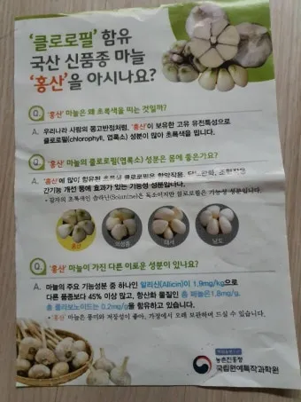 홍산마늘 효능 수확시기 재배법 주아 정리 정보_26