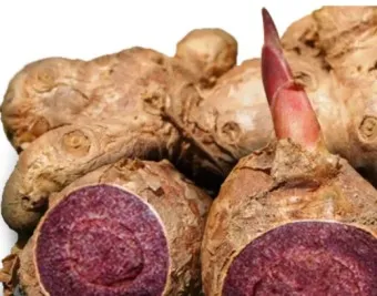 흑생강 효능 슈퍼푸드 칼로리 권장량_3