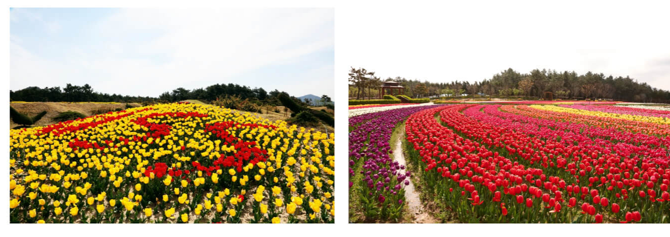 튤립사진
