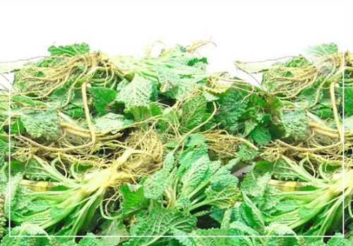 곰보배추 섭취 시 주의할 점