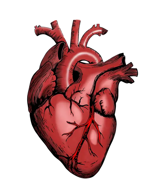 허혈성 심장질환 진단비