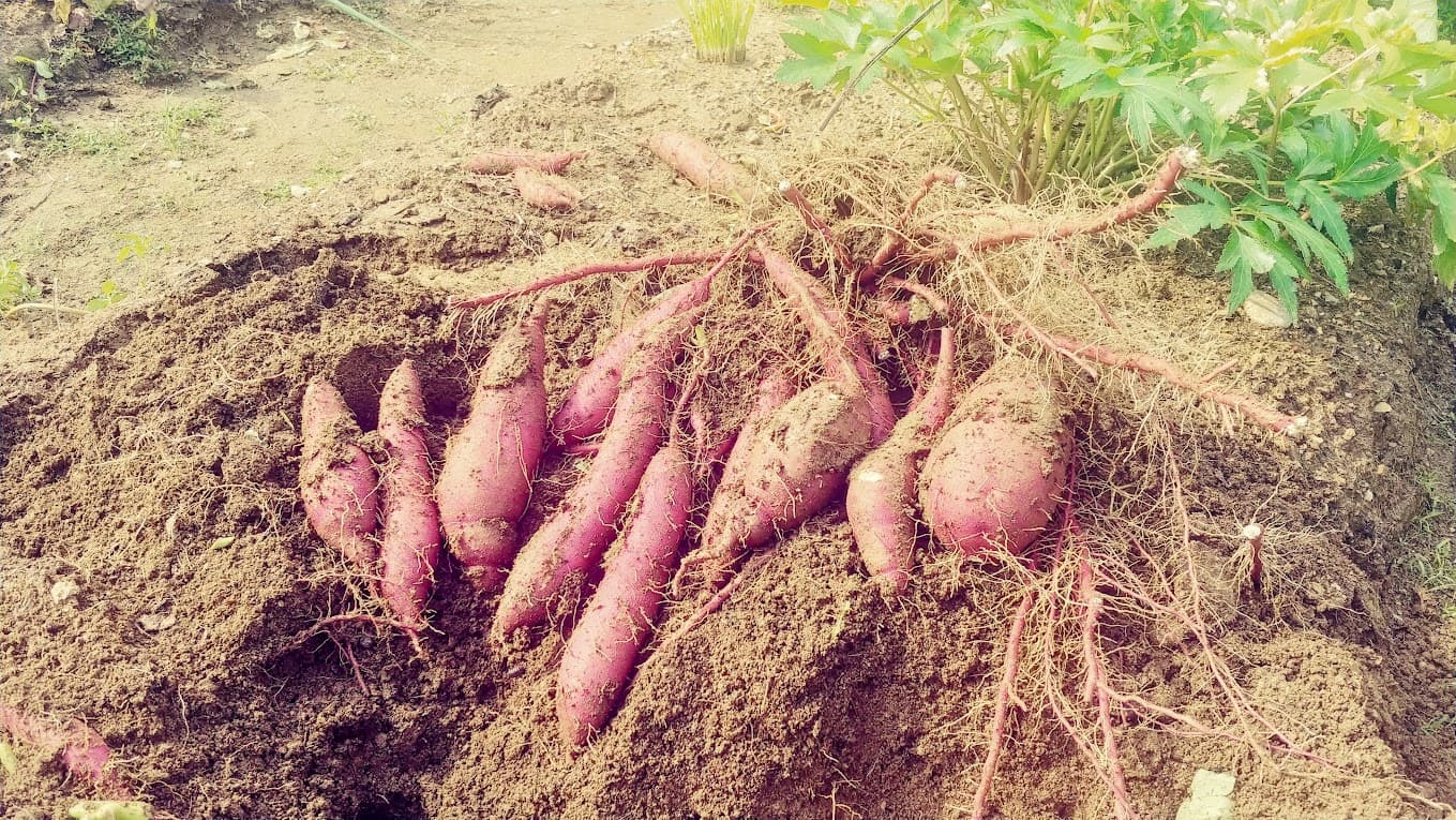 막 밭에서 캔 고구마들