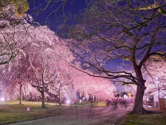 후쿠오카 벚꽃 명소