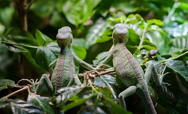 파충류 반려동물에게 적합한 사육장 꾸미기 팁