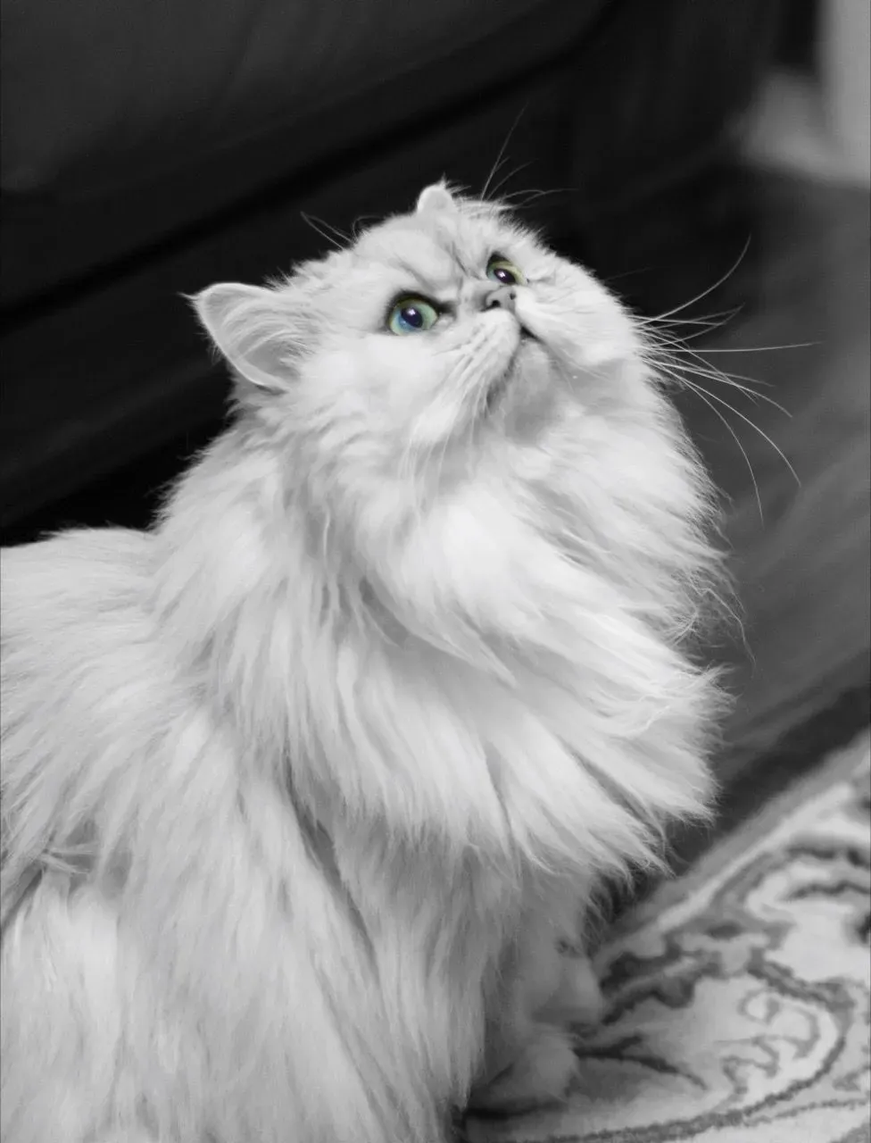 페르시안 고양이 유전병_6