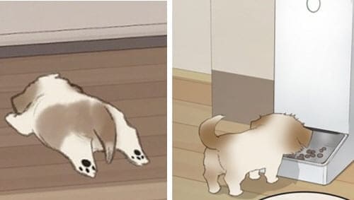 뒷모습이특히더귀여운원식이