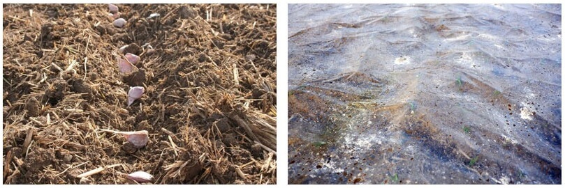 오늘N 2508회 가족이 뭐길래 경북 의성 토종마늘 농가 한톨 (의성한지형마늘, 깐마늘, 마늘쫑, 의성사과 주문방법)