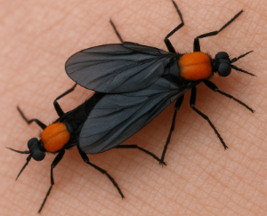 러브버그 우리집 침입 퇴치법