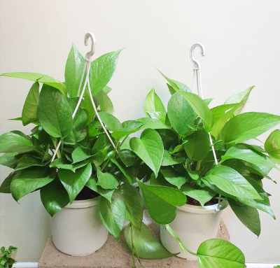 스킨답서스 종류 그린스킨답서스