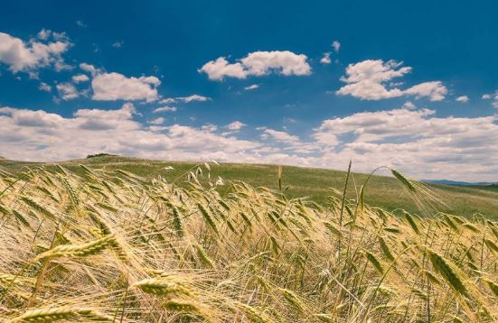 캡슐레이션-파로-효소