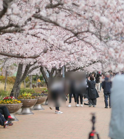 벚꽃 개화시기 2024 축제 일정 및 명소 추천