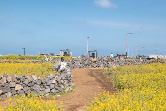 세화해변 유채꽃밭