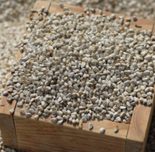 홍아씨기름-사진4