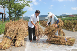 중부지방 참깨 수확 시기