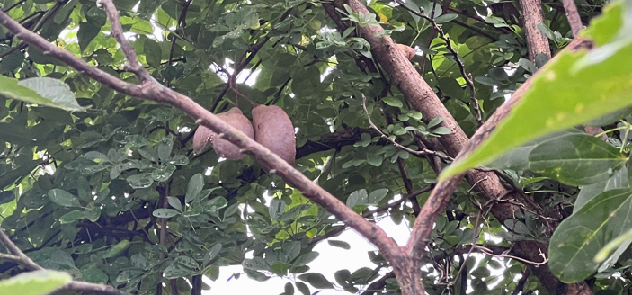 조선바나나 으름