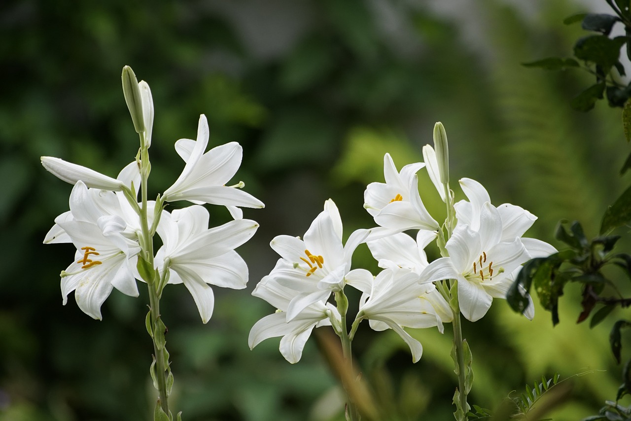 봄철 독초 백합