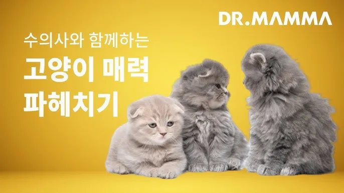 작은고양이 쪼꼬미 냥이 매력 탐구 귀여움 분석_8