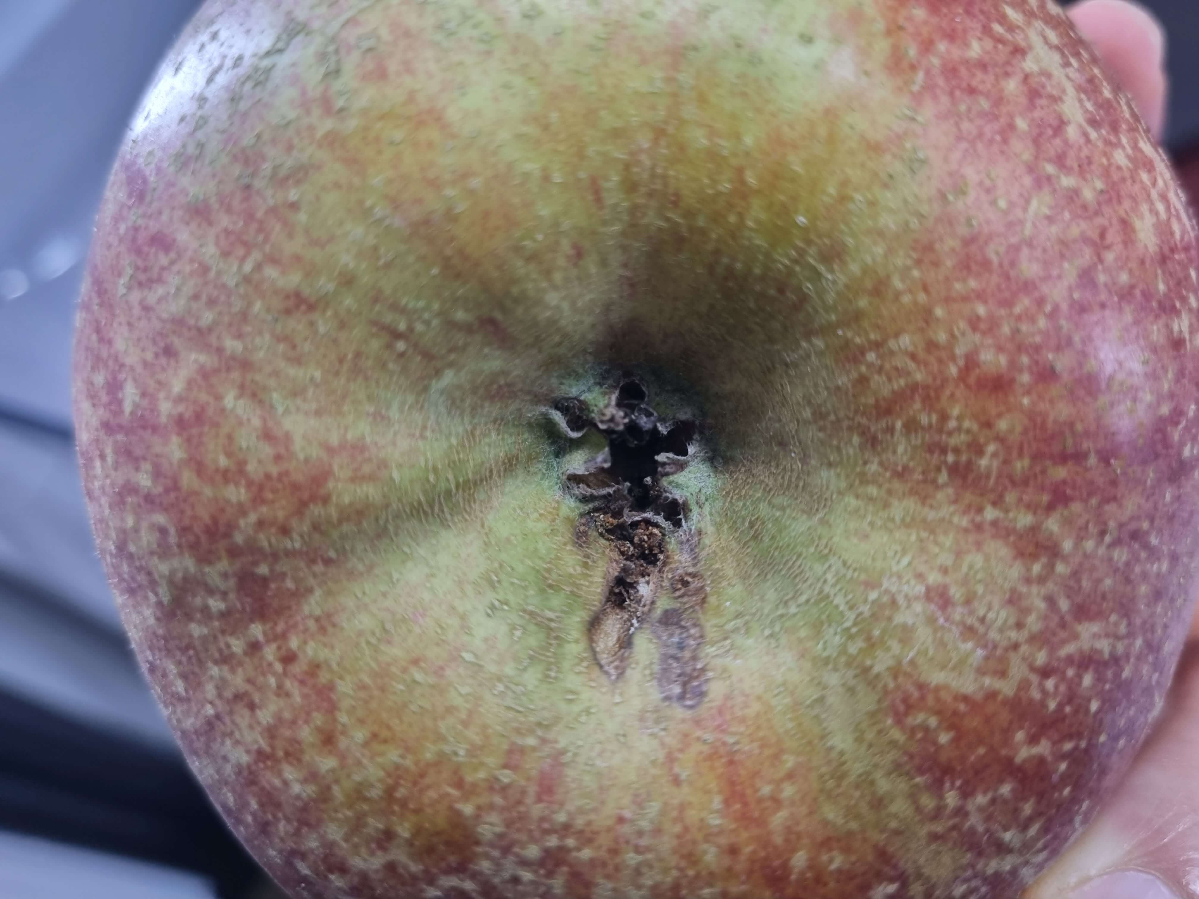 가운데 썩은사과