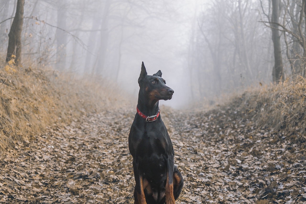 도베르만 핀셔(Doberman Pinscher)