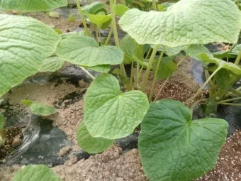 냉이 재배 가을 파종 월동 보온 봄 수확_9