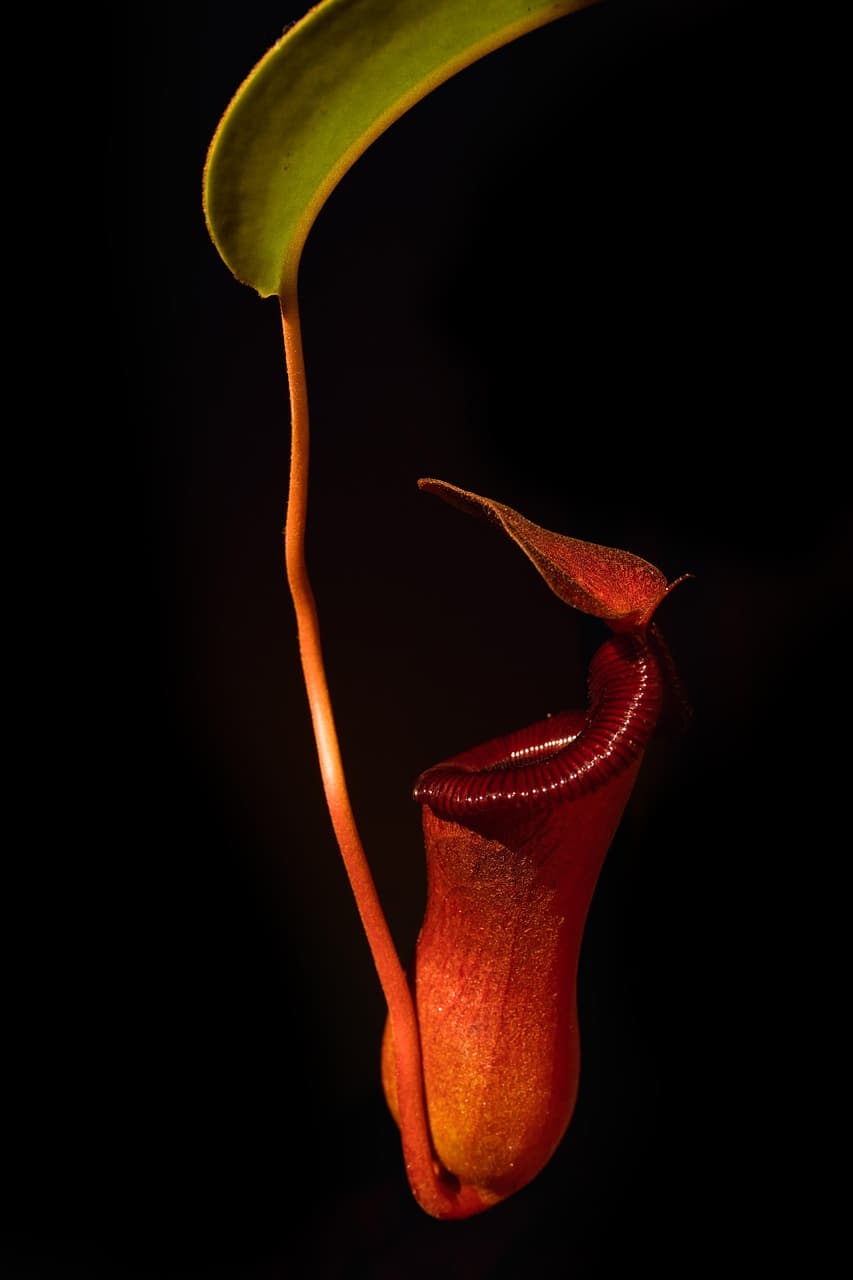 아시아에서만 자라는 신비로운 희귀 식물