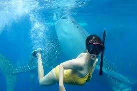  오슬롭(Oslob) &ndash; 고래상어와 함께 헤엄치는 경험 (출처:트립닷컴/투어비스) 