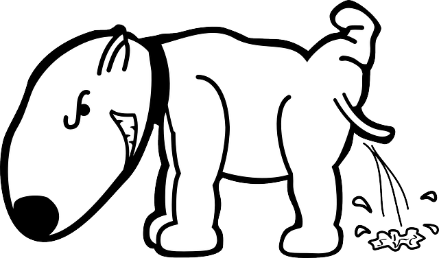 애완동물 냄새제거 방법 - 자연스럽게 냄새를 없애는 5가지 DIY