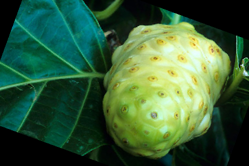 노니 효능 부작용 주스 복용법