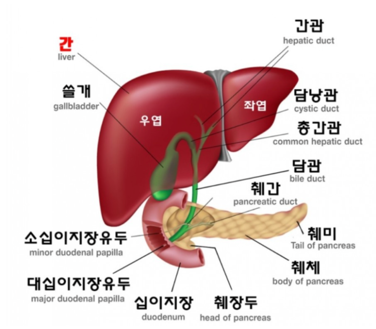 간과-주변기관의-구조