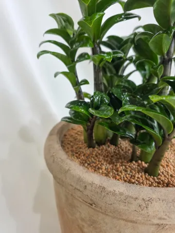 보석금전수 물주기 키우기 잎꽂이 꽃 노란잎 관리 재물운_6