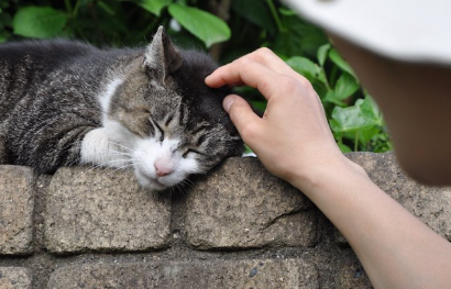 자고 있는 길고양이를 쓰다듬는 사람.