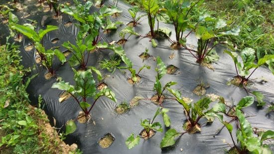 비트-빨간무-재배법-붕소결핍-생리장해-증상-방제방법